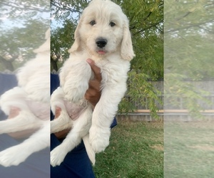 Goldendoodle Puppy for sale in COATESVILLE, PA, USA
