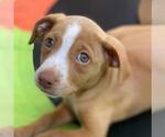 Small #7 Golden Retriever-Pembroke Welsh Corgi Mix