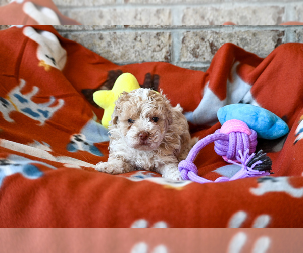 Medium Photo #1 Havapoo Puppy For Sale in GUTHRIE, KY, USA