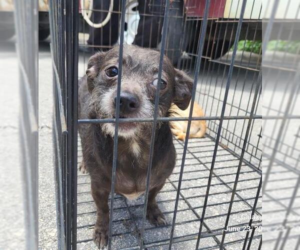 Medium Photo #1 Mutt Puppy For Sale in San Antonio, TX, USA