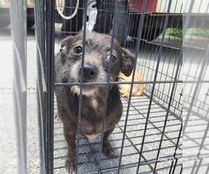 Mutt Dogs for adoption in San Antonio, TX, USA