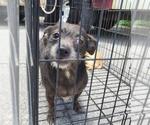 Small Mutt