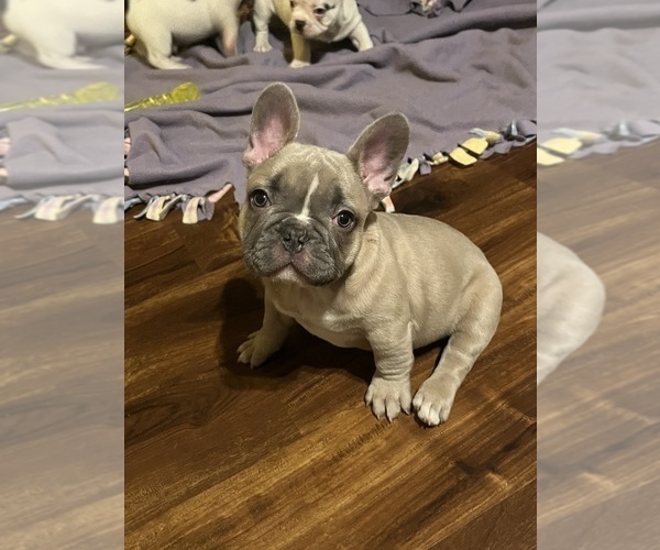 Medium Photo #6 French Bulldog Puppy For Sale in KANSAS CITY, MO, USA