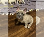 Small Photo #6 French Bulldog Puppy For Sale in KANSAS CITY, MO, USA