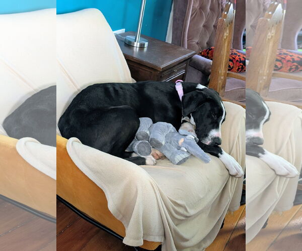 Medium Photo #7 Great Dane-Unknown Mix Puppy For Sale in Sandy, UT, USA