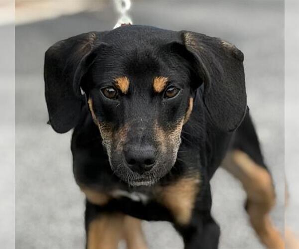Medium Photo #1 Beagle-German Shepherd Dog Mix Puppy For Sale in Canfield, OH, USA