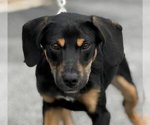 Beagle-German Shepherd Dog Mix Dogs for adoption in Canfield, OH, USA