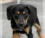 Small Beagle-German Shepherd Dog Mix