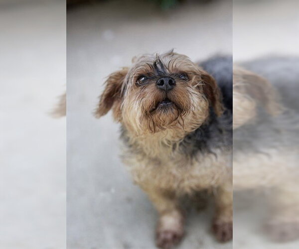 Medium Photo #1 Mutt Puppy For Sale in Belleville, IL, USA