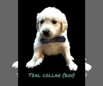 Small #2 English Cream Golden Retriever