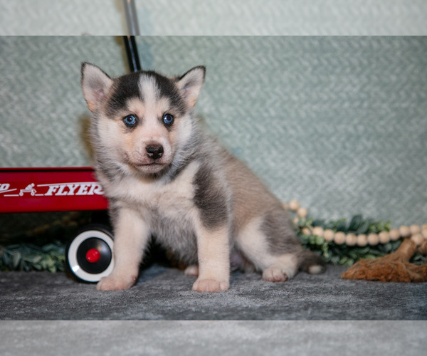 Medium Photo #3 Pomsky Puppy For Sale in ELIZABETHTOWN, PA, USA