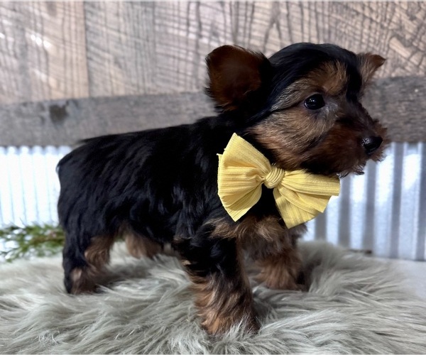 Medium Photo #7 Yorkshire Terrier Puppy For Sale in NAPPANEE, IN, USA