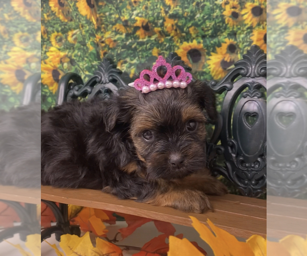 Medium Photo #2 Shorkie Tzu Puppy For Sale in SELLERSBURG, IN, USA