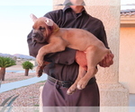 Small Photo #10 Cane Corso Puppy For Sale in APPLE VALLEY, CA, USA