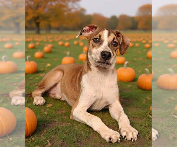 Medium Photo #6 Mutt Puppy For Sale in Talladega, AL, USA