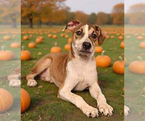 Fritz 26/739 - Male Mutt Dog for Adoption - Photo #6