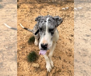Great Dane Puppy for sale in MARSHVILLE, NC, USA