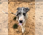 Small Photo #1 Great Dane Puppy For Sale in MARSHVILLE, NC, USA