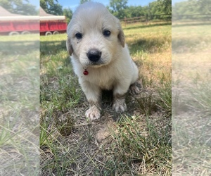 Golden Pyrenees Puppy for sale in WEST PLAINS, MO, USA