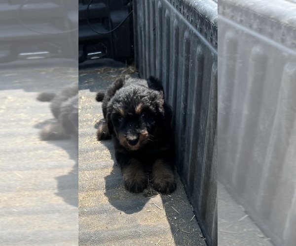 Medium Photo #1 Aussiedoodle-Poodle (Standard) Mix Puppy For Sale in RUSSELL, IA, USA