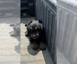 Small Photo #1 Aussiedoodle-Poodle (Standard) Mix Puppy For Sale in RUSSELL, IA, USA