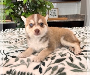 Pomsky Puppy for sale in INDIANAPOLIS, IN, USA