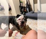 Small Photo #4 Bulldog Puppy For Sale in Omaha, NE, USA