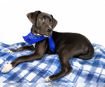 Small Border Collie Mix