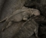 Small #1 Pug