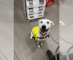 Mutt Dogs for adoption in Brooklyn, NY, USA