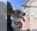 Small #3 Dachshund Mix
