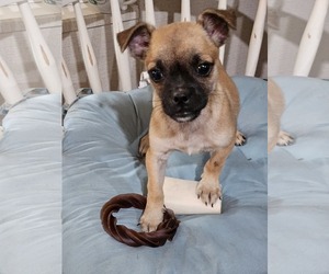 Pug-Unknown Mix Dogs for adoption in Wakefield, RI, USA