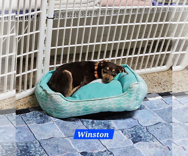 Medium Photo #2 Chipin Puppy For Sale in Metairie, LA, USA