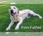 Image preview for Ad Listing. Nickname: Finn Fletchers