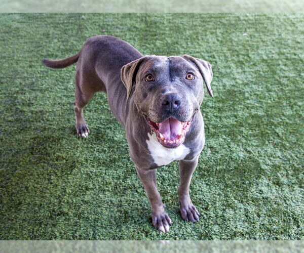 Medium Photo #3 American Pit Bull Terrier Puppy For Sale in Pasadena, CA, USA