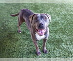Small #2 American Pit Bull Terrier