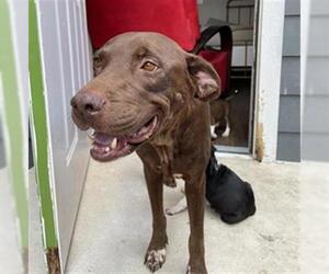 American Staffordshire Terrier-Unknown Mix Dogs for adoption in San Antonio, TX, USA