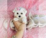 Small #13 Maltese