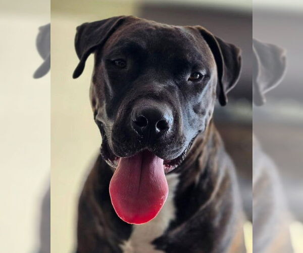 Medium Photo #1 Mutt Puppy For Sale in Rochester, NY, USA