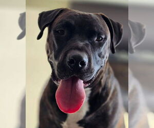 Mutt Dogs for adoption in Rochester, NY, USA