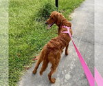 Small #1 Irish Setter Mix
