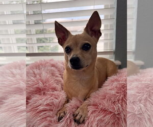 Chihuahua-Unknown Mix Dogs for adoption in Aurora, CO, USA