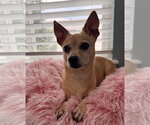 Small Chihuahua Mix