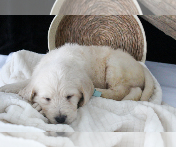 Medium Photo #4 Labradoodle Puppy For Sale in NAPPANEE, IN, USA