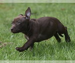 Small #3 Chihuahua Mix