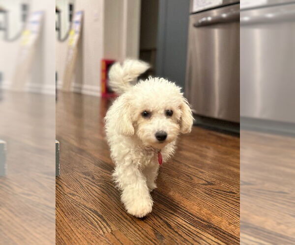 Medium Photo #1 Bichon Frise-Unknown Mix Puppy For Sale in St. Louis Park, MN, USA
