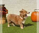 Small #2 Pembroke Welsh Corgi Mix
