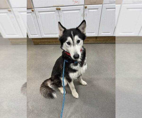 Medium Photo #1 Siberian Husky Puppy For Sale in Forestville, MD, USA