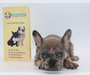 French Bulldog Puppy for sale in ORLANDO, FL, USA