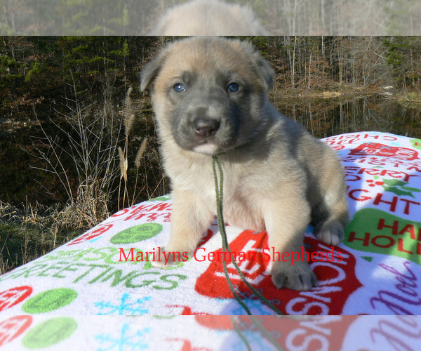 Medium Photo #2 German Shepherd Dog Puppy For Sale in PIEDMONT, MO, USA